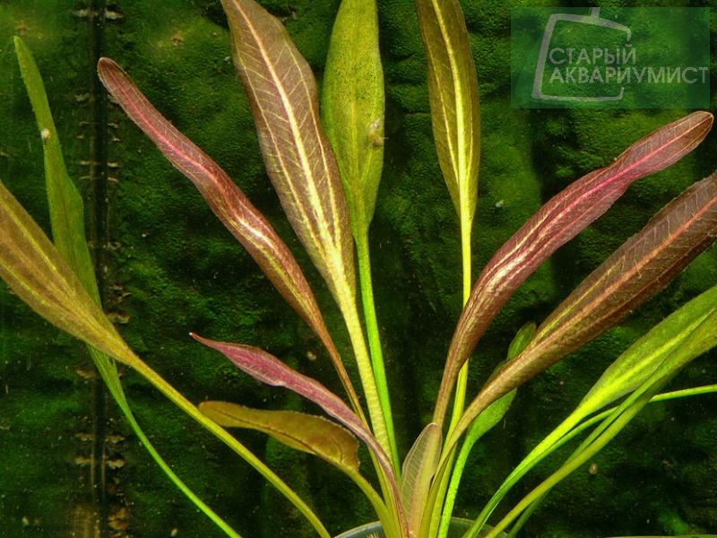 File:Fantastic color2.jpg