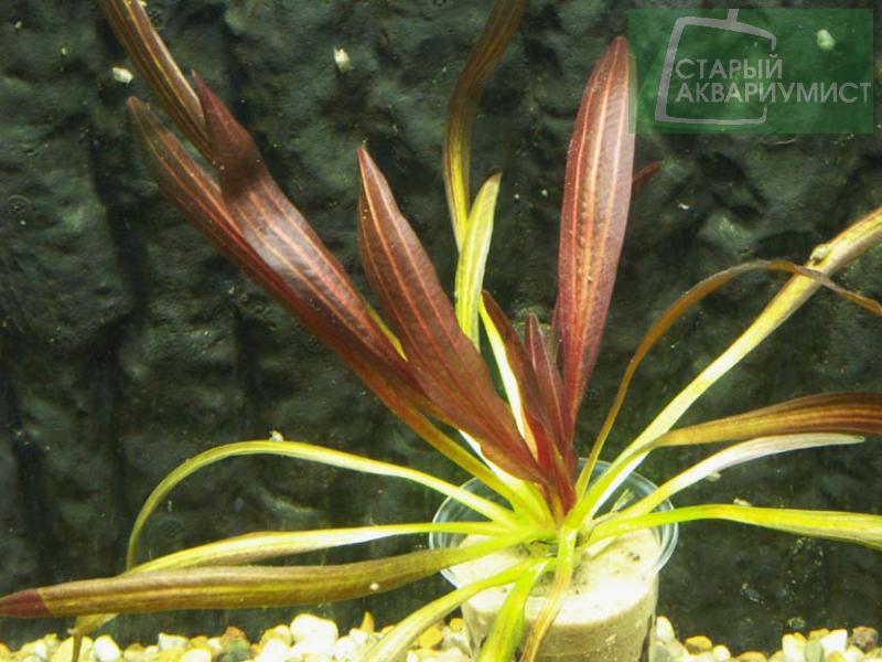 File:Rubin Narrow Leaves3.jpg