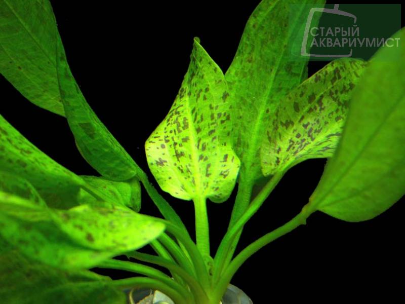 File:Schlueteri Leopard3.jpg