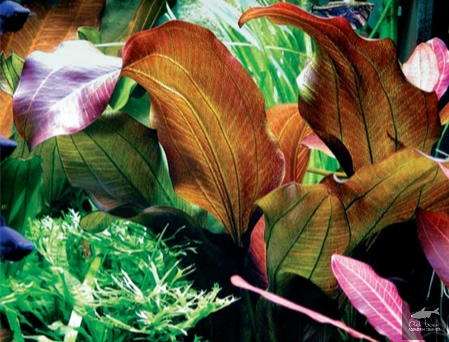 File:Cordifolius Red 1.jpg