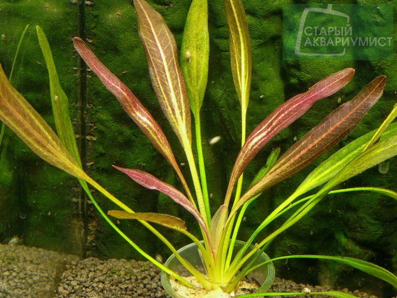 File:Fantastic color3.jpg