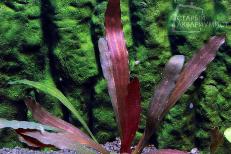 File:Dschungelstar 1 4.jpg