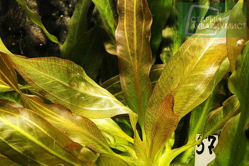 File:Horemanii New Rot 2.jpg