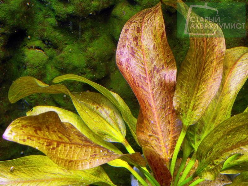 File:Getuepfelter harbich 4.jpg