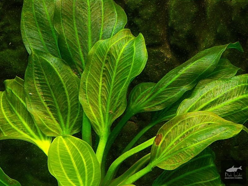 File:Opacus from Uruguay2.jpg