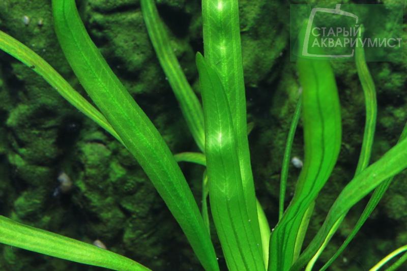 File:Uruguayensis Arech 4.jpg