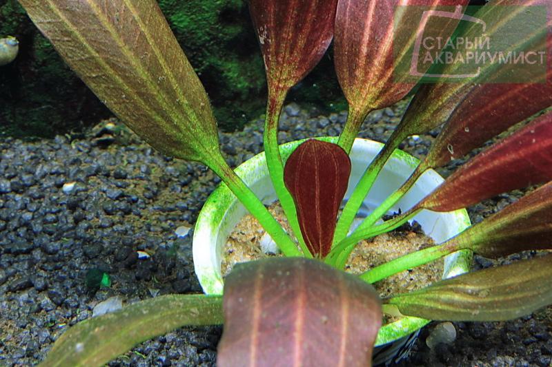 File:Joyo Red Star3.jpg