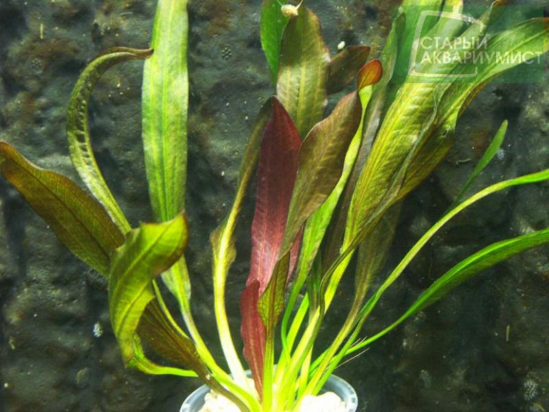 File:Red Devil 4.jpg