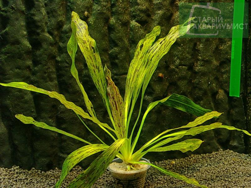 File:Bark Beetle Road14.jpg