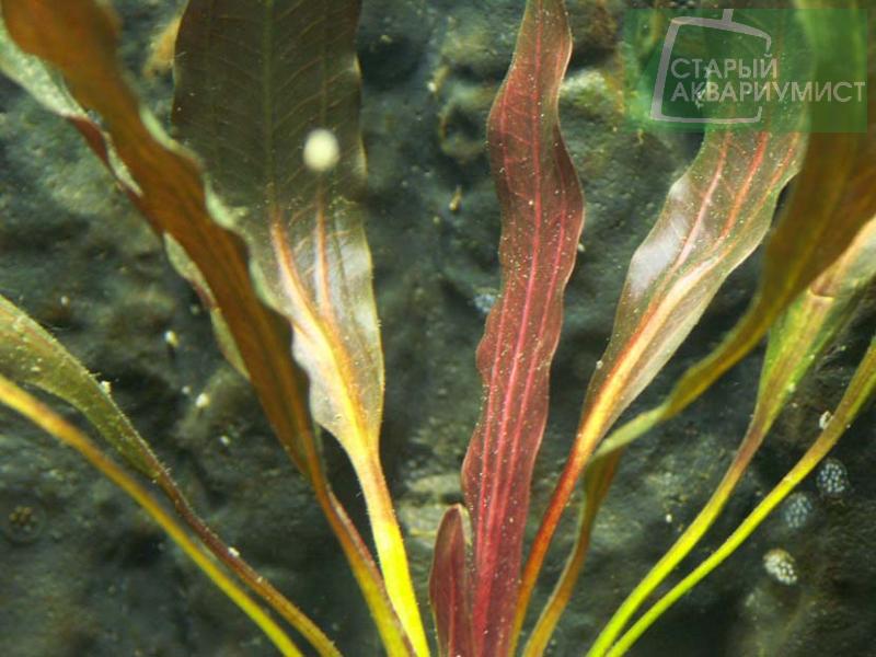 File:Deep Purple2.jpg