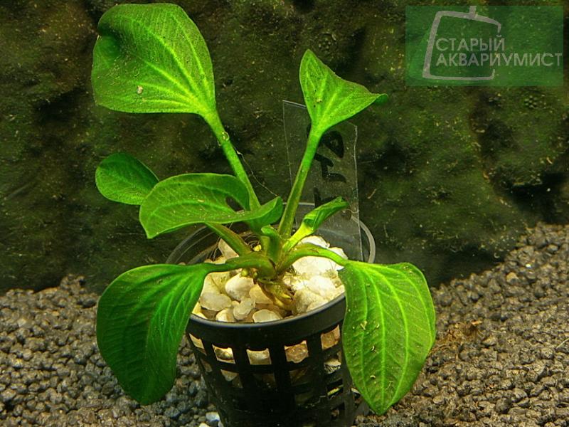 File:Opacus Portoesperansa 3.jpg