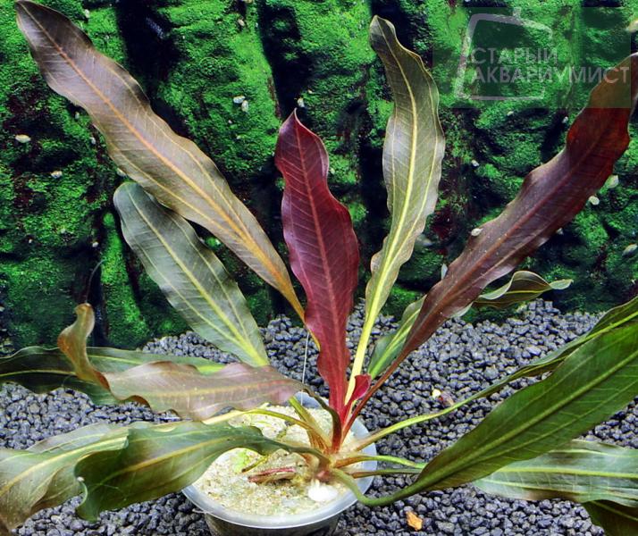 File:SIX SOLDO 5.jpg