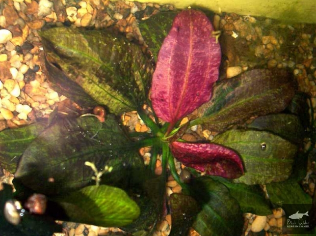 File:Flame Of The Foundry.jpg