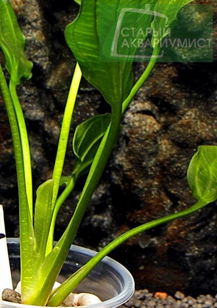 File:Opacus Saturn 2004 south brasil 2.jpg