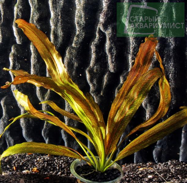 File:Scarlet Snake 1.jpg