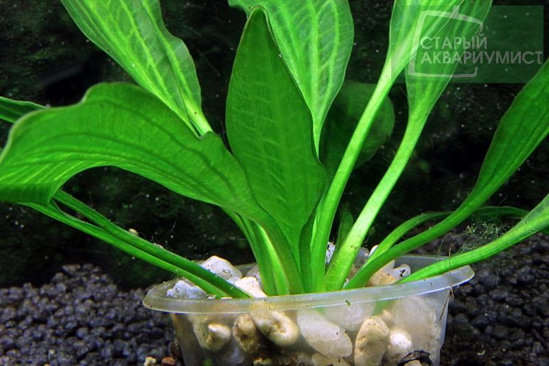 File:Keryukeon Sao Miguel 3.jpg