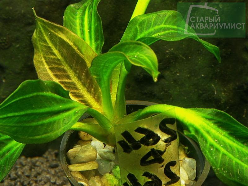 File:Opacus from Ibore Uruguay 3.jpg