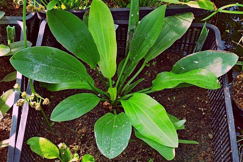 File:Peter Schwott 2.jpg