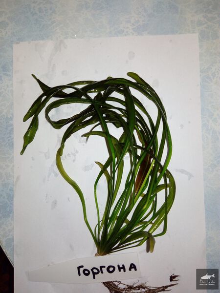 File:Gorgona1.jpg