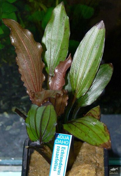 File:Rosaefolius2.jpg
