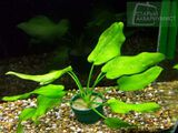 Echinodorus Marble Queen