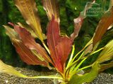Echinodorus Imeni Slava CPSU