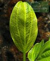 Echinodorus sp. Saturn (Satan) 2003 (Ibirapuita)