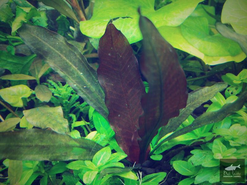 File:Kind Eh-Eh3.jpg