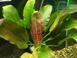 Echinodorus Stanek