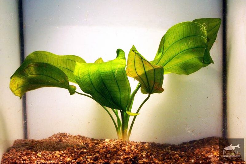 File:Tunicatus 3.jpg