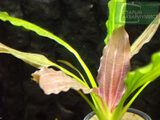 Echinodorus Red Diamond