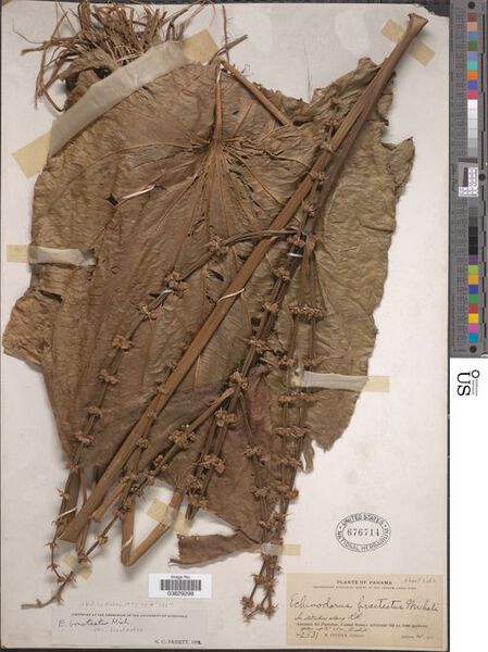 File:Bracteatus Micheli8.jpg