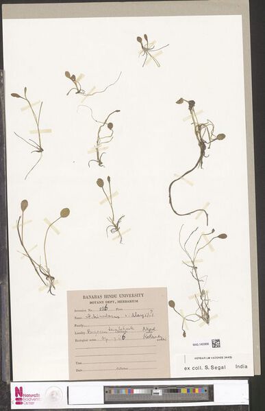 File:Ridleyi Steenis3.jpg