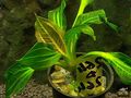 Thumbnail for version as of 12:31, 16 March 2023