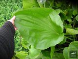 Echinodorus grandiflorus var. claussenii (Seub.) Hoehne