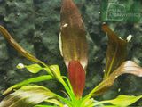 Echinodorus Rubra Variegata