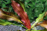 Echinodorus In Light of the Requirements