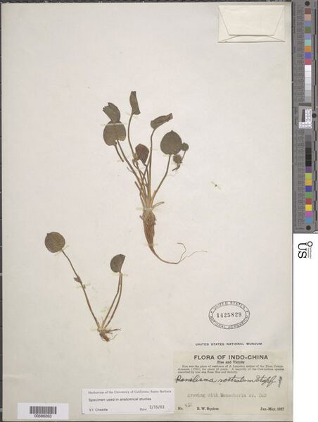 File:Ranalisma rostrata Stapf 3.jpg
