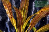 Echinodorus Scarlet Snake