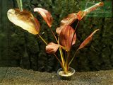 Echinodorus Uschtu