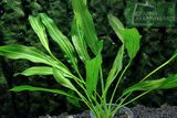 Echinodorus A Cheerful Family green