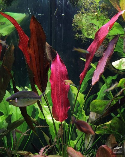 File:Aubergine 3.jpg