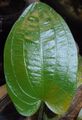Echinodorus Meridian[2]