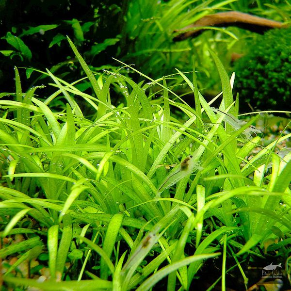 File:Tenellum Broad Leaf 12.jpg