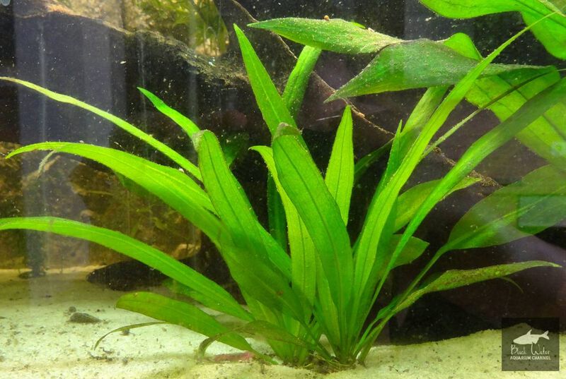 File:Grisebachii1.jpg