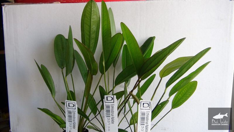 File:Tomas Kaliebe2.jpg