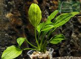 Echinodorus sp. Saturn (Satan) 2003 (Ibirapuita)