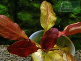 Echinodorus Dark Beauty