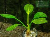 Echinodorus sp. Saturn (Satan) 2003 (Ibirapuita)