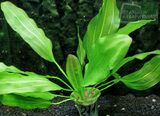 Echinodorus Variatus